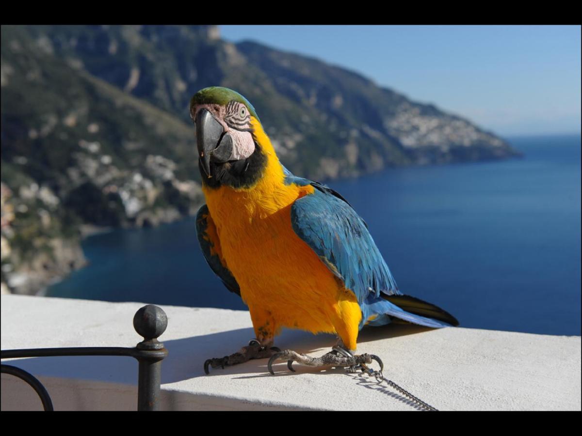 Villa Briganti Seaview Terrace Ποζιτάνο Εξωτερικό φωτογραφία